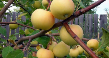 Popis a vlastnosti odrůdy ural objem, mrazuvzdornost a pěstitelské vlastnosti